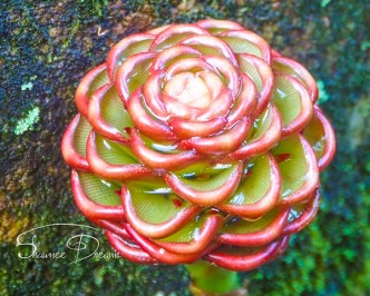 Ginger Two Tone Wax Flower