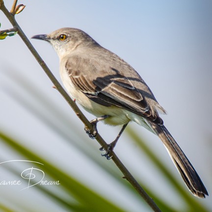 Northern Mockingbird