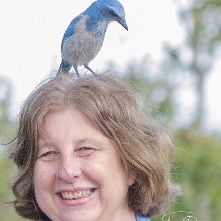 Florida Scrub Jay Getting Friendly