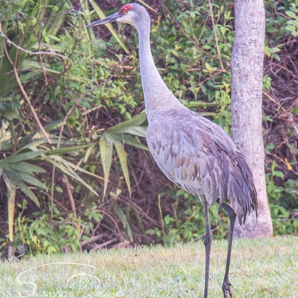 Sandhill Crane