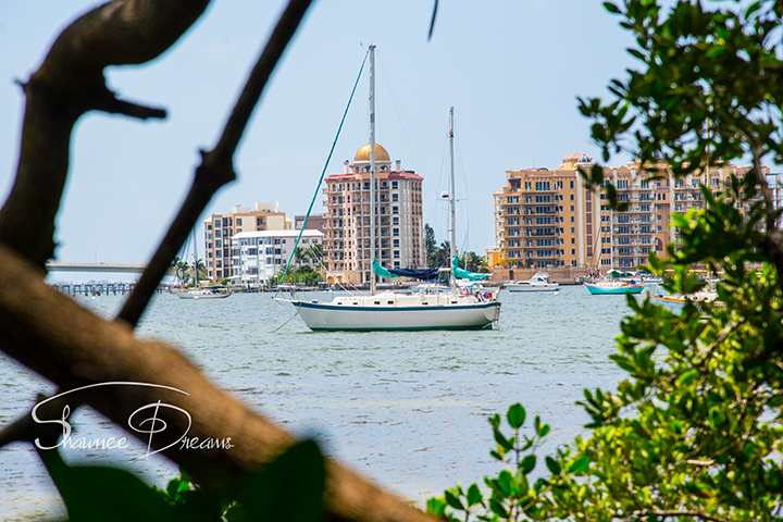 Peeking out a mangrove swamp