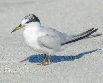 Sandwich Tern