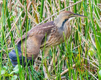 American Bittern