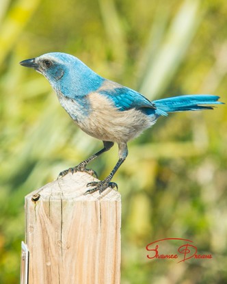 Florida Scrub Jay