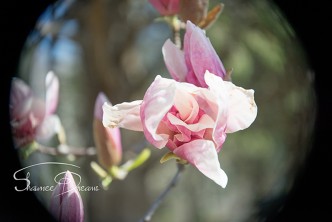 Saucer Magnolia