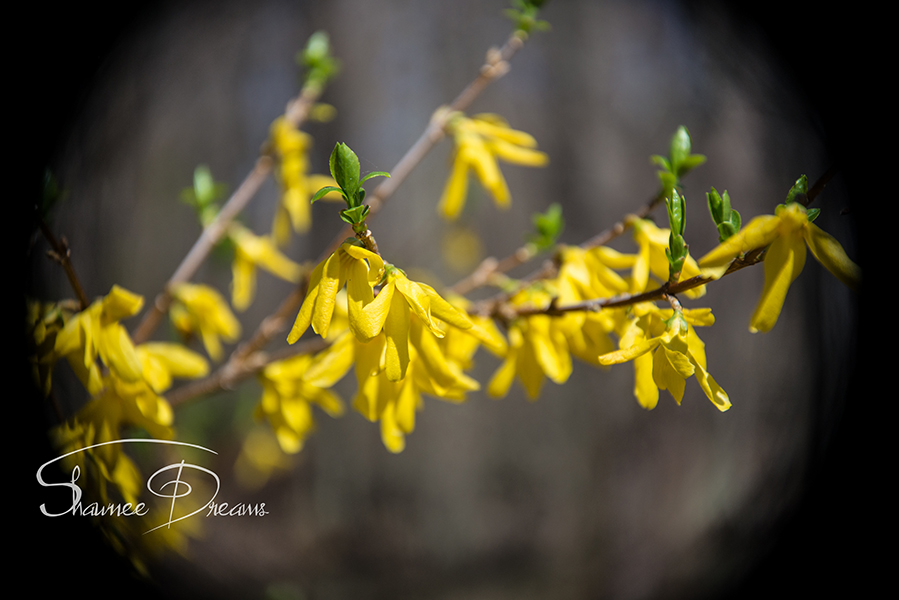 Forsythia