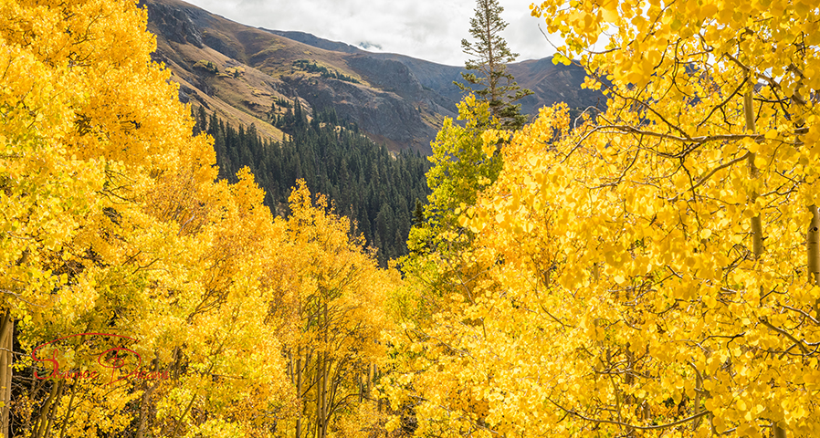 Gold in the mountains