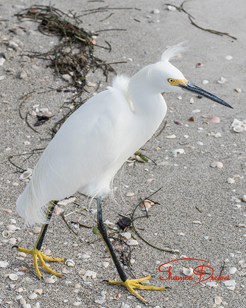 snowy egret