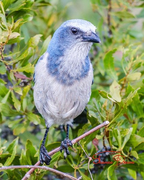 Scrub Jay Bush