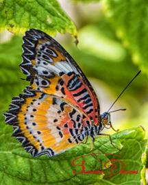 Lacewing Butterfly