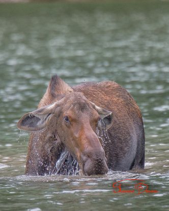 Wet Moose