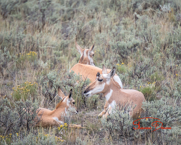 Pronghorn Family