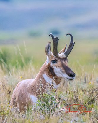 Pronghorn Antelope